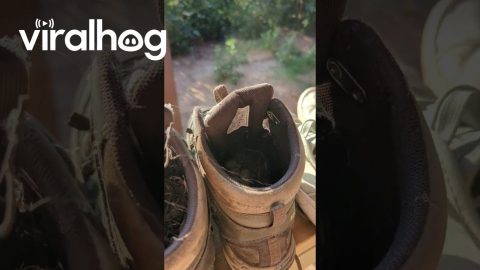 A Bird Made a Nest In My Hiking Boots || ViralHog
