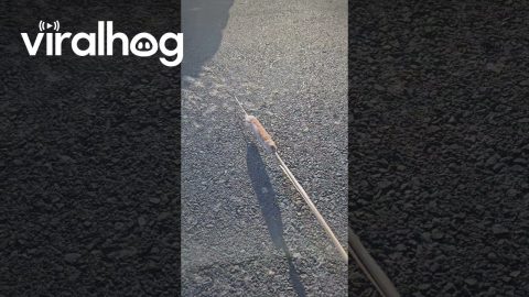 Spreading Cattail Seeds || ViralHog