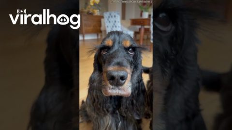 Cocker Spaniel Shows Off Long Luxurious Lashes || ViralHog