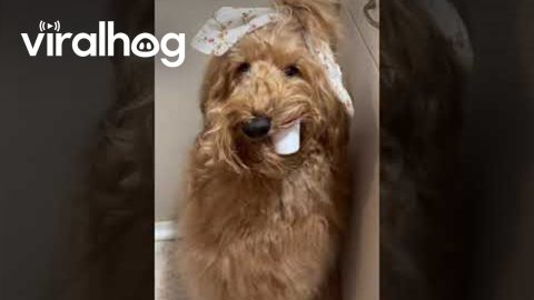 Goldendoodle Gets Into the Coffee Pods || ViralHog