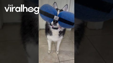 Husky Wears Her Cone Wrong || ViralHog