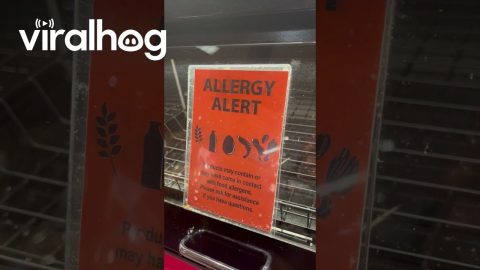 Shopper Spots a Mouse in Grocery Store Display Case || ViralHog
