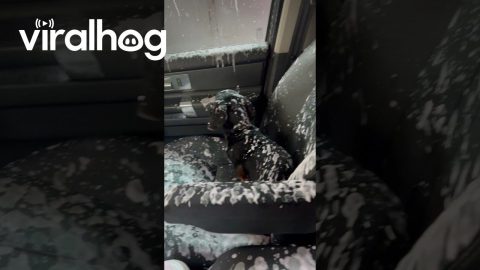 Dog Makes a Mess After Opening Window During Car Wash || ViralHog