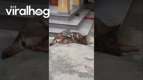 Cat Gives Dog a Deep Tissue Massage || ViralHog