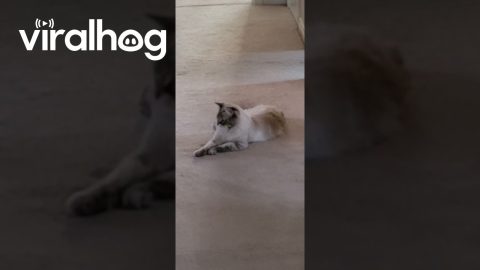 The Cat Distribution System at Work || ViralHog