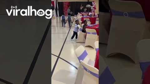 Miniature Gentleman Pushes Lady's Chair In || ViralHog