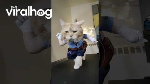 Cat Cop on Pawtrol || ViralHog