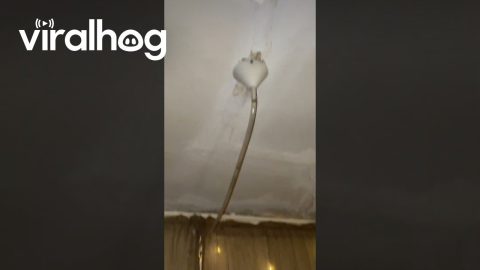 Slumlord Fixes Leaking Roof With Funnel || ViralHog