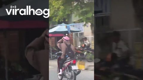 Parrot Chases Motorist's Flowery Helmet || ViralHog