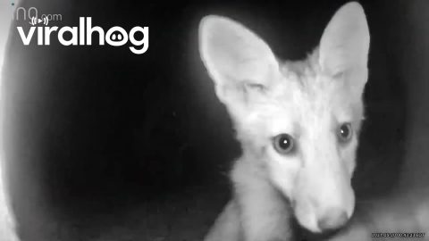 Fox Cub Takes Interest in Ring Camera || ViralHog
