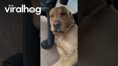 Sleeping Dog Wakes Himself Up || ViralHog