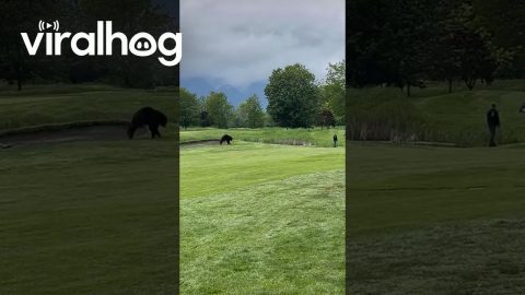 Black Bear Approaches Canadian Golfers || ViralHog