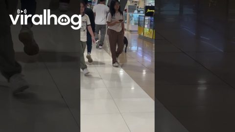 Dog Too Lazy to Walk in Mall || ViralHog