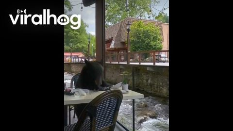 A Bear Decided to Join Us for Lunch || ViralHog