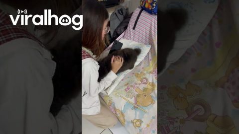 Puppy Overjoyed at Human's Return || ViralHog