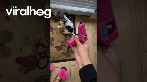 When You Can't Find the Leash and Need to Improvise || ViralHog