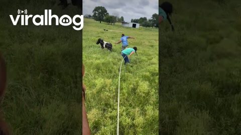 Pony Clotheslines a Farmhand || ViralHog