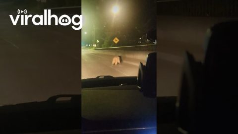 Young Bears Spotted on Highway || ViralHog