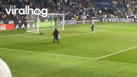 Raccoon Evades Capture on Soccer Field || ViralHog