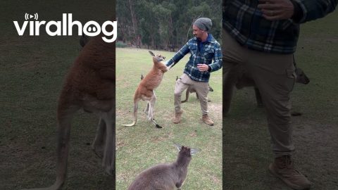 Kangaroo Has An Attitude || ViralHog