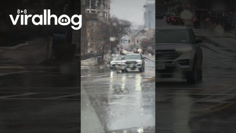 Cars Stop for Goose at Crosswalk || ViralHog