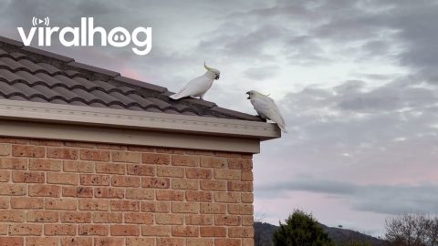 Cockatoo Treats Another to a Snack || ViralHog