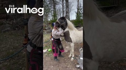 Horse Enjoying Neck Scratches || ViralHog