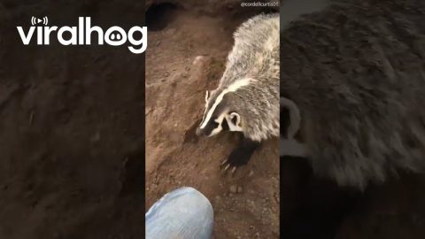Friendly Playful Badger || ViralHog