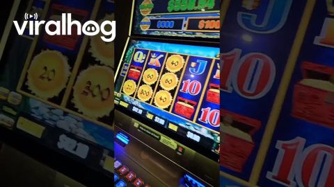 Dachshund Has Beginner's Luck at Casino || ViralHog