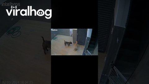 Dog Locks Owner in Bedroom || ViralHog