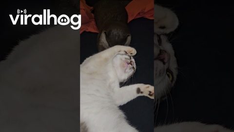 Otter Grooms Cat, Cat Has No Clue What's Going On || ViralHog