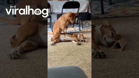 Puppy Wants Her Friend to Wake Up and Play || ViralHog