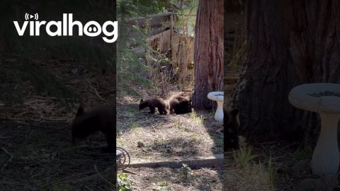 Black Bear Cubs Play in Yard || ViralHog