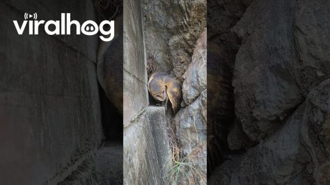 Barn Owl Spotted During the Day || ViralHog