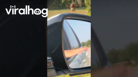 New Florida Resident Realizes She Lives Among Alligators || ViralHog