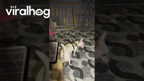 Dog Fails to Escape || ViralHog