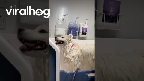 Samoyed Shakes Shampoo All Over Groomer || ViralHog