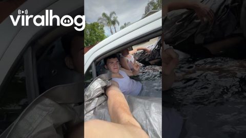 I've Heard of Carpooling but This Is Ridiculous! || ViralHog