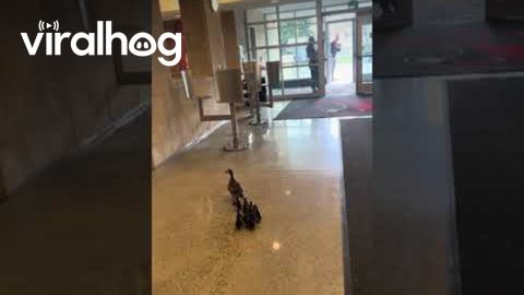 Mother Duck Leads Her Ducklings Through School || ViralHog