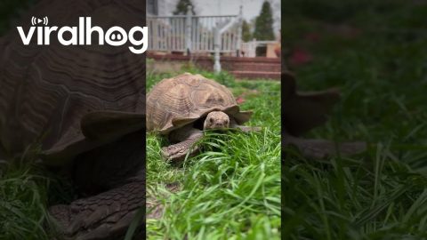 Solar Lawn Mower Activated || ViralHog