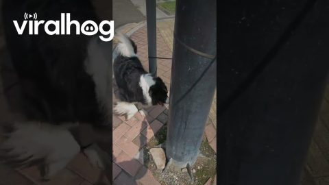 Border Collie Untangles Its Leash || ViralHog