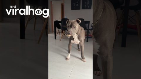 Precious Pitbull Loves His Pacifier || ViralHog
