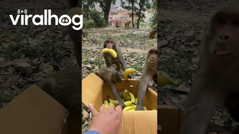 Hungry Monkeys Take Bananas || ViralHog