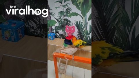 Pretty Parrots Perfects Playful Performance || ViralHog