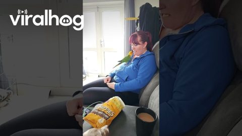 Parrot Feeds Owner For a Pre-Chewed Treat || ViralHog