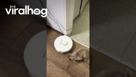 Tiny Puppy Playing With Robot Vacuum || ViralHog