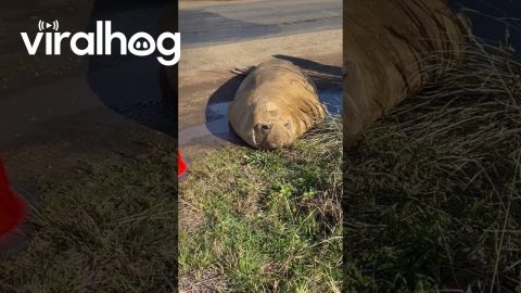 Neil the Seal Relaxes by the Road || ViralHog