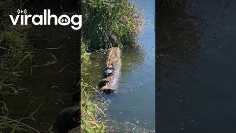 Sunbathing Turtles Struggle to Balance on Floating Log || ViralHog