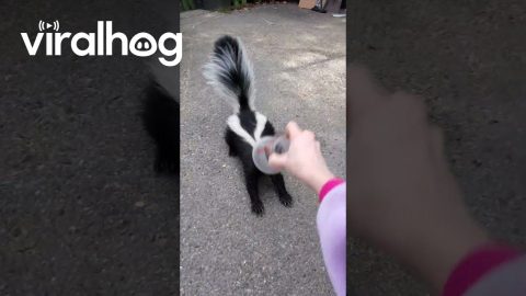Woman Helps a Skunk With Its Head Stuck In a Cup || ViralHog
