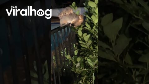 Ringtail Possum Mamma Shows Up on Porch With Her Joeys || ViralHog